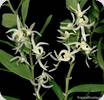 Dendrobium ostrinum White